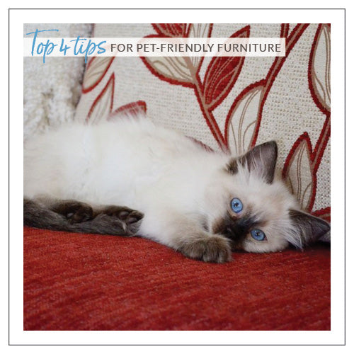 Top 4 Tips For PetFriendly Furniture