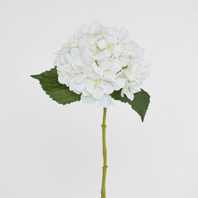 Hydrangea Stem White