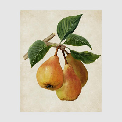 Botanical Pear Wall Art