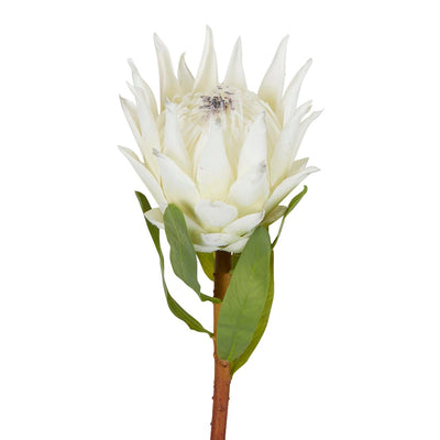Protea King Stem White